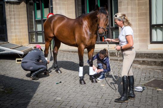 Nettoyage cheval