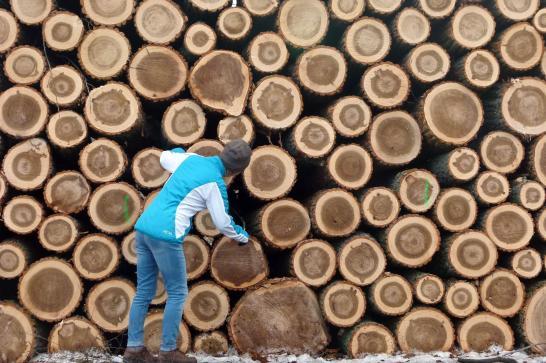 Exploitant forestier examinant un tas de bois