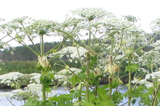 Phytolicence Plante Invasive