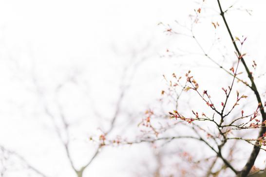 Branche d'arbre avec germes
