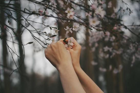 mains qui cueillent une fleur