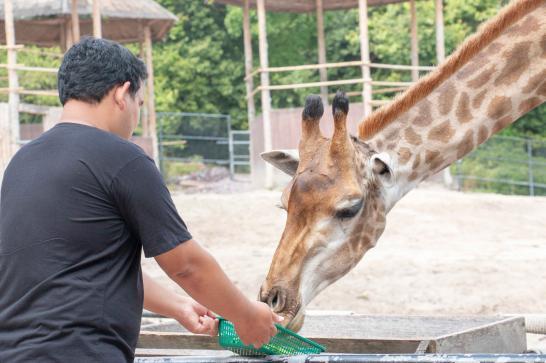 Soigneur dnne nourriture à une girafe
