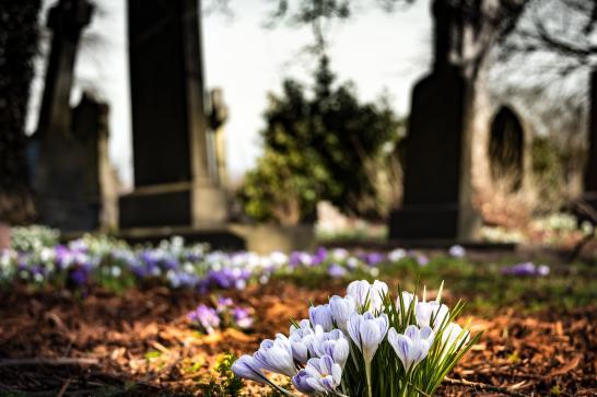 fleurs poussant au milieu d'un cimetière