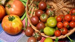 Tomates