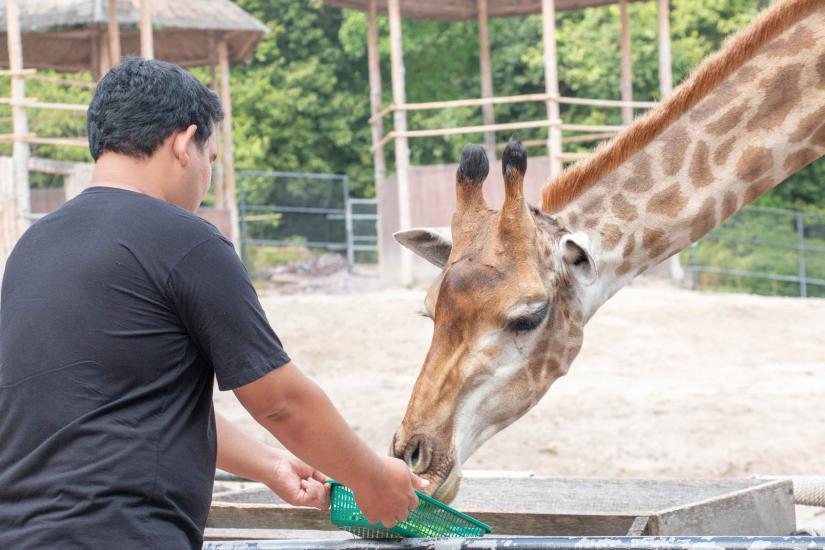 Soigneur dnne nourriture à une girafe